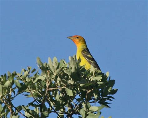 Western Tanager photos | Birdspix