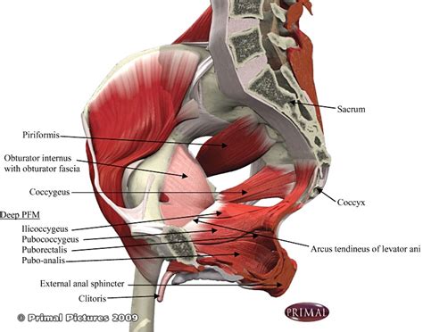The Pelvic Floor Muscles Consist Of The Superficial And Deep Pelvic