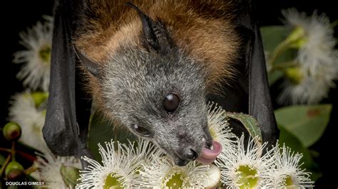 Flying Foxes Nwf Ranger Rick