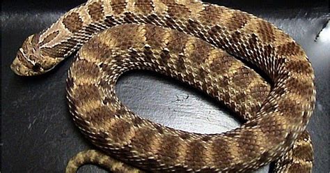 Follow him on twitter @johnvirata Animal Pictures: Western Hognose Snake