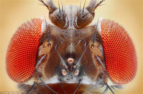 Photographer Captures Flies In Exquisite Detail By Snapping Each One