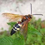 Mix vinegar and water in a ratio of 50:50 and shake the mixture. How to Get Rid of Cicada Killer Wasps