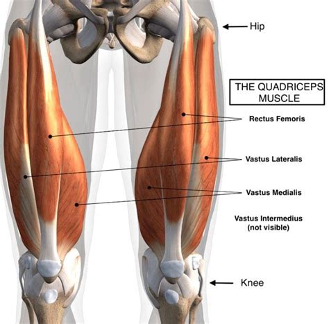Quadriceps Thigh Strain Chiropractic