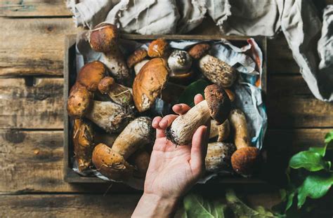 Il fungo clitocybe gibba, anche conosciuto come imbutino, è un fungo di piccola/media taglia e dal portamento elegante. Ricette con i funghi facili da preparare | Il Gigante ...