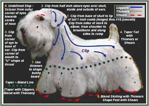 49 layered haircuts that'll convince you to cut your hair asap. Dog Grooming Instructions | Grooming Charts | Grooming ...