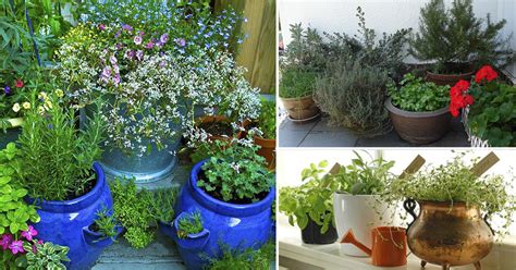7 Essential Container Herb Garden Tips Growing Herbs In Pots Balcony
