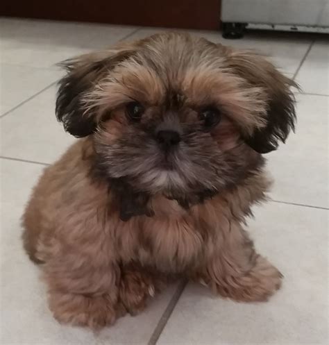 Learn how to wean your shih tzu newborn puppy. Baby Gus from Glory Ridge Shih-Tzu now loves to hike with his parents. | Shitzu puppies, Shih ...