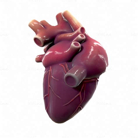 Modelo 3d De Anatomía Del Corazón Humano