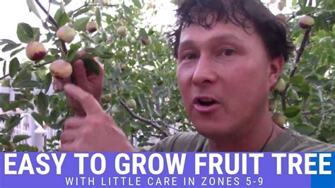 Easy To Grow Fruit Tree That Can Thrive With Little Care In Zones 5 9