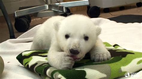 Toronto Zoo Polar Bear Cub My Paws Are Growing Video Dailymotion