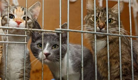 Rabies Alert Kitten In Douglas County Poses Health Risk
