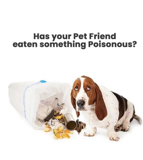 Common Household Items Toxic To Dogs