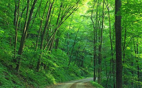 Man Made Path Forest Greenery Road Hd Wallpaper Peakpx