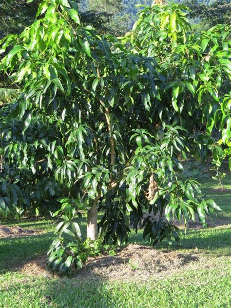 The perfect guide to taking care of mango trees types of seeds. How to grow a mango tree from seed | Mango tree, Mango ...