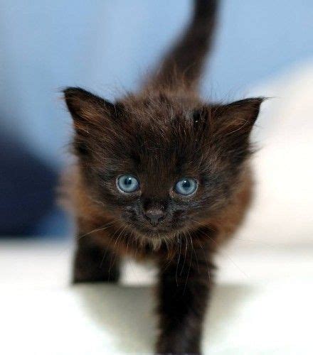 Blue Eyed Kitty