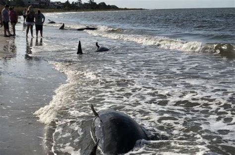 Whale Found Dead Others Euthanized On South Carolina Beach