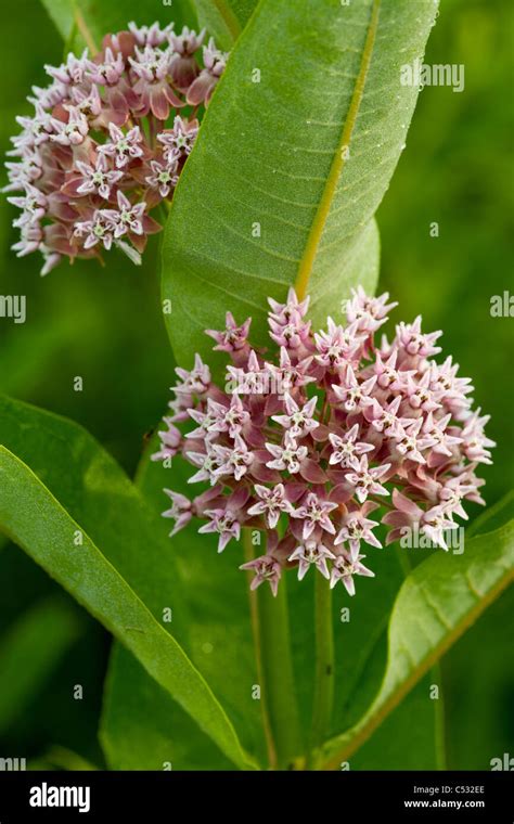 Common Milkweed Asclepias Syriaca Nelson Hi Res Stock Photography And