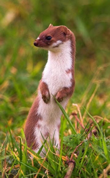 Wir wissen, wie du den schädling mittels marderabwehr von deinem auto fern hältst! Wühlmäuse | Marder im garten, Wilde tiere und Tiere