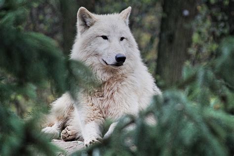 Download Arctic Hd Wolf In Forest Wallpaper