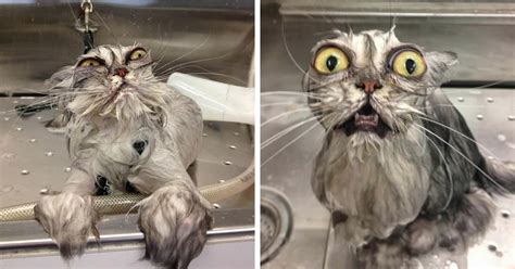 10 Hilarious Pictures Of Wet Cats
