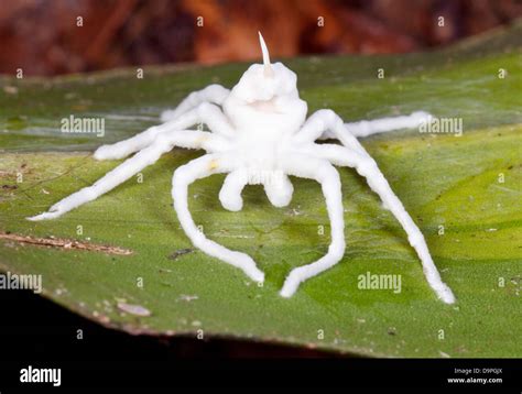 Spider Infected And Killed By A Cordyceps Fungus Body Completely Stock
