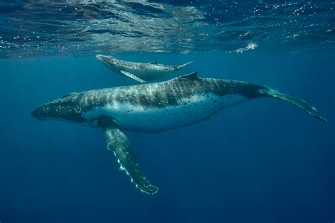 Photographing The Humpback Whales Of Tonga