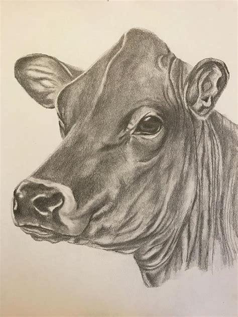 How To Draw A Cow Step By Step For Kids And Beginners