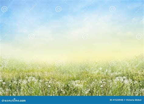 Landscape Of Green Meadow With White Dandelions Stock Photo Image Of