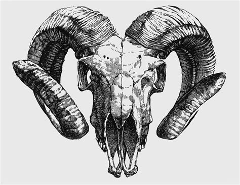 Anatoref Skull Tattoo Design Ram Skull Skull Tattoos