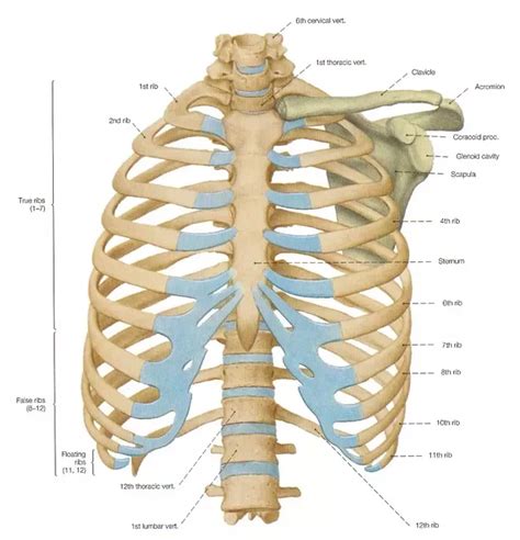 Human Anatomy Ribs Pictures 3d Illustration Of Human Body Ribs Cage