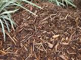 Cypress Mulch Termites Pictures