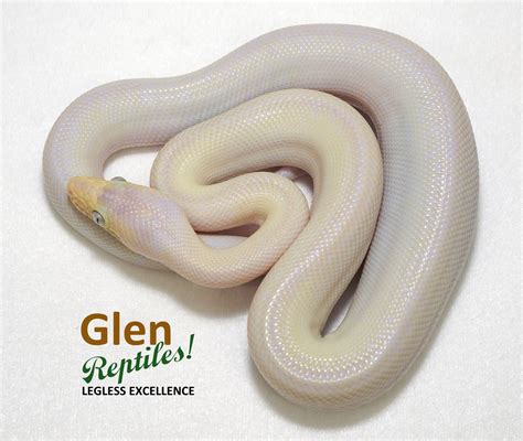 Blue Eyed Leucistic Crb Colombian Rainbow Boa By Glen Reptiles