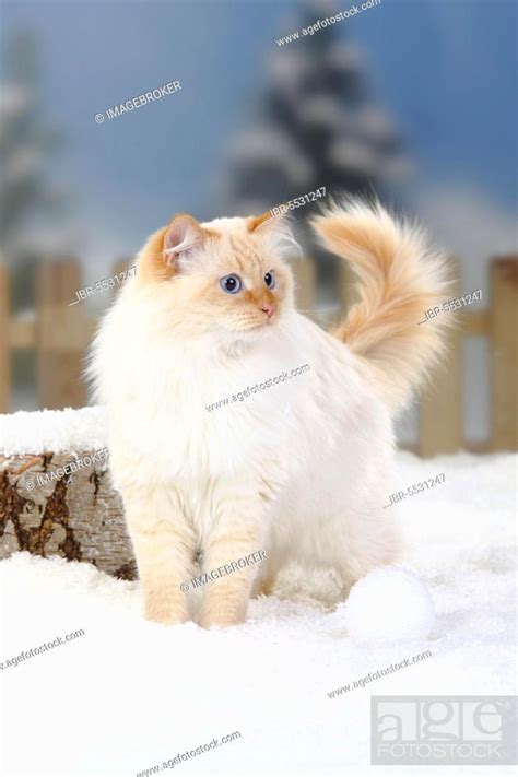 Neva Masquarade Male Red Tabby Point White Siberian Forest Cat Siberian Cat Siberia Stock