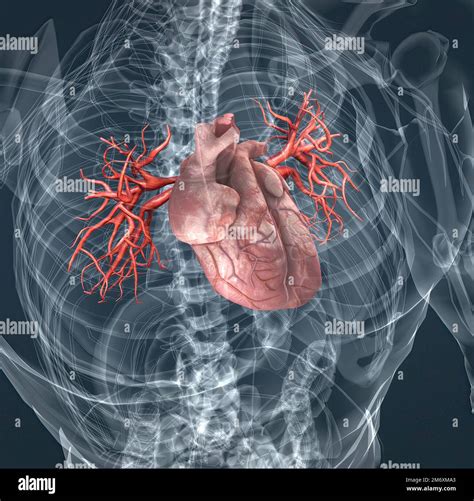 Los Vasos Sanguíneos De La Circulación Pulmonar Son Las Arterias