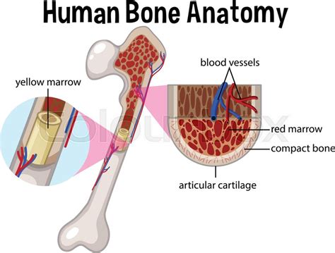 The diaphysis and the epiphysis. Long Bone Labeled Red Marrow / Flat Bone Wikipedia ...