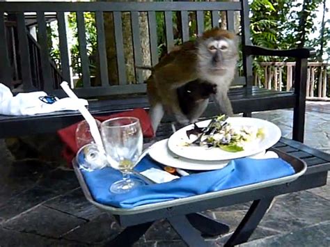 Devious Monkey Steals Lunch From Tourists Video