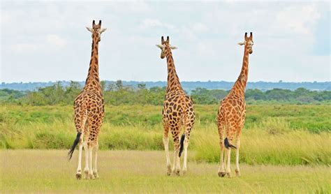 6 Days Uganda Wildlife Safari African Pearl Safaris