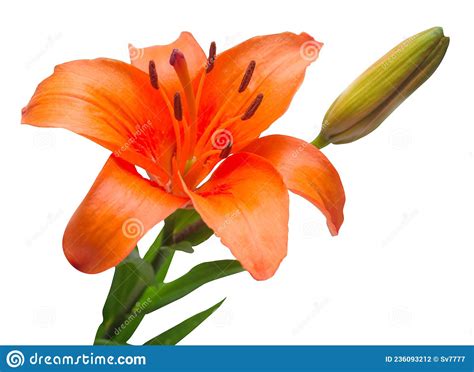 Beautiful Red Lily Flower Stock Photo Image Of Bouquet 236093212