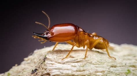 Isoptera 101 The Termite Life Cycle And Castes Explained