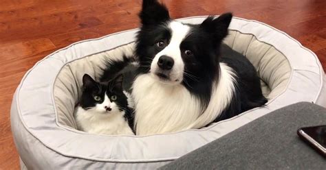 This Adorable Cat And Dog Are Best Friends And Theyre Practically Twins