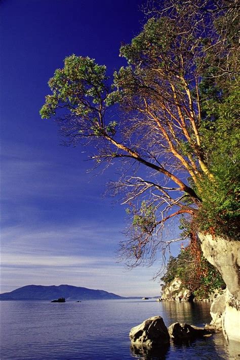 Arbutus Tree Madrone Is Found Only A Few Kilometres From The
