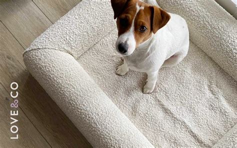 5 Things You Need to Know About Creating a Pet-Friendly Home