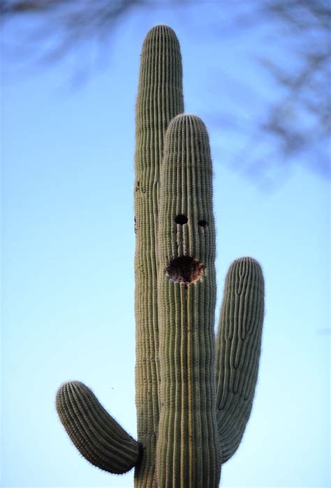 Winter is dormant season for cactus. Is this smiling cactus waving at passers-by? Desert plant ...