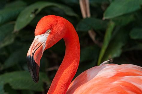 Фламинго фото описание ареал рацион враги популяция