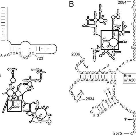 The Macrolide Antibiotic Binding Site Within The Secondary Structure Of