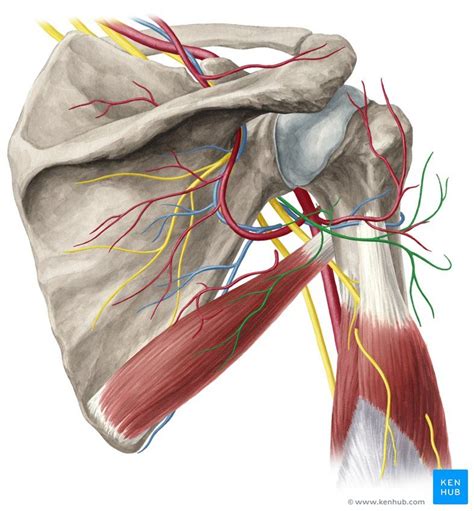 Axillary Nerve Axillary Nerve Nerve Anatomy And Physiology
