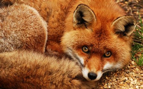 British Red Fox Taken At Shepreth Wildlife Park Chris Gilligan Flickr