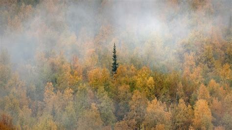 Yukon Fall Bing Wallpaper Download