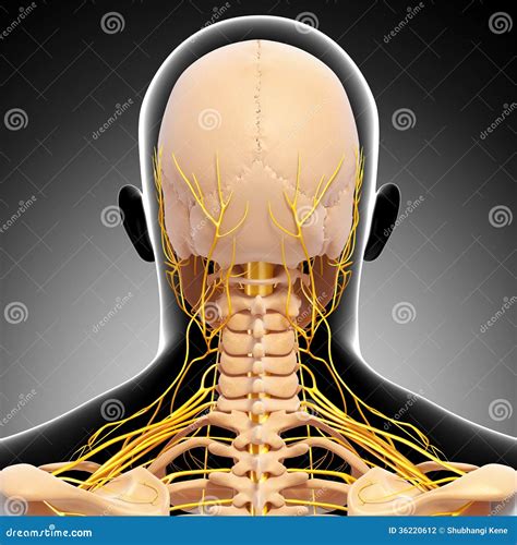 Human Head Skeleton And Nervous System Stock Photography Image 36220612