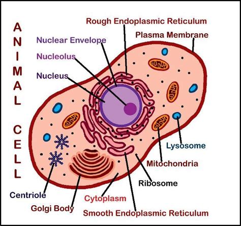 Plant cell diagram | animal cell diagram featured in this printable worksheet are the diagrams of the plant and animal cells with parts labeled to draw a well labelled diagram of plant cell and animal cell, the cytoplasm or the cytosol is the most important component. 2 NEW DOWNLOADS: Plant & Animal Cell Posters (Labeled ...